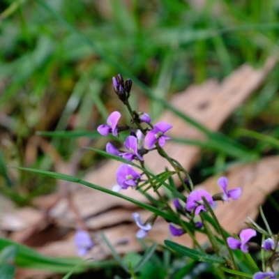 Glycine clandestina (Twining Glycine) at Molonglo River Reserve - 21 Sep 2021 by Kurt