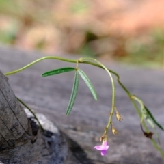 Glycine clandestina at Holt, ACT - 21 Sep 2021