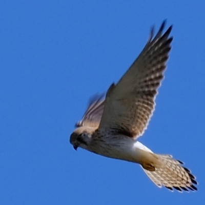 Falco cenchroides (Nankeen Kestrel) at Kama - 21 Sep 2021 by Kurt