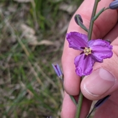 Arthropodium strictum (Chocolate Lily) at Albury, NSW - 23 Sep 2021 by Darcy