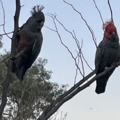 Callocephalon fimbriatum (Gang-gang Cockatoo) at Narrabundah, ACT - 23 Sep 2021 by Brentf