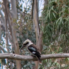 Dacelo novaeguineae (Laughing Kookaburra) at Albury, NSW - 23 Sep 2021 by Darcy