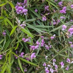 Glycine clandestina (Twining Glycine) at Albury, NSW - 23 Sep 2021 by Darcy