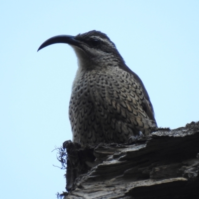 Ptiloris paradiseus (Paradise Riflebird) at O'Reilly, QLD - 3 Jan 2020 by Liam.m
