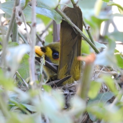 Manorina melanophrys (Bell Miner) at Pambula Beach, NSW - 18 Jul 2019 by Liam.m