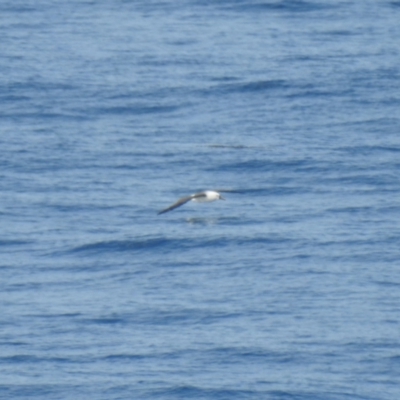 Thalassarche carteri (Indian Yellow-nosed Albatross) at Green Cape, NSW - 20 Jul 2019 by Liam.m