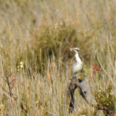 Glyciphila melanops (Tawny-crowned Honeyeater) at Green Cape, NSW - 20 Jul 2019 by Liam.m