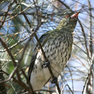 Oriolus sagittatus at Majura, ACT - 21 Sep 2021