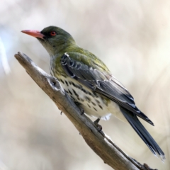 Oriolus sagittatus at Majura, ACT - 21 Sep 2021