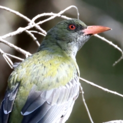 Oriolus sagittatus at Majura, ACT - 21 Sep 2021