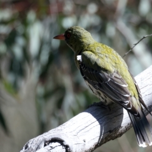 Oriolus sagittatus at Majura, ACT - 21 Sep 2021