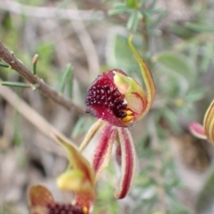 Caladenia actensis at suppressed - 23 Sep 2021