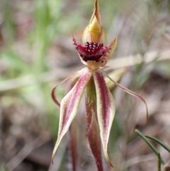 Caladenia actensis at suppressed - 23 Sep 2021