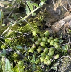 Asterella drummondii (A thallose liverwort) at Nicholls, ACT - 23 Sep 2021 by JaneR