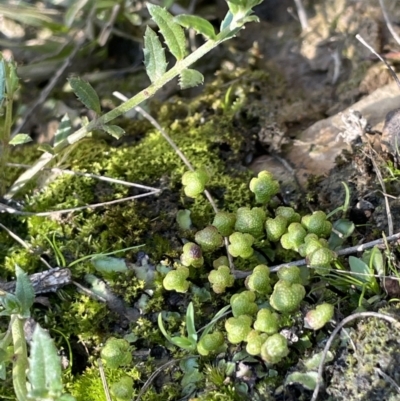 Asterella drummondii (A thallose liverwort) at Nicholls, ACT - 23 Sep 2021 by JaneR