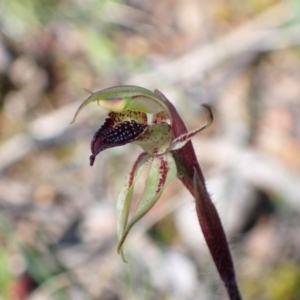 Caladenia actensis at suppressed - suppressed