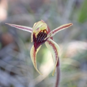 Caladenia actensis at suppressed - suppressed