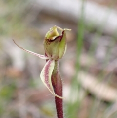 Caladenia actensis at suppressed - suppressed