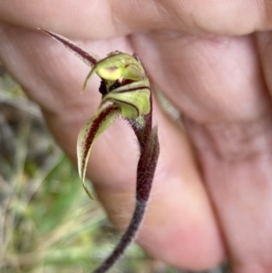 Caladenia actensis at suppressed - suppressed