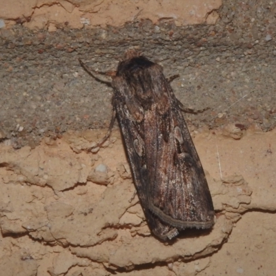 Agrotis ipsilon (Agrotis ipsilon) at Wanniassa, ACT - 23 Sep 2021 by JohnBundock