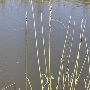 Carex tereticaulis at Nicholls, ACT - 23 Sep 2021