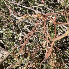 Cassytha pubescens (Devil's Twine) at Nicholls, ACT - 23 Sep 2021 by JaneR