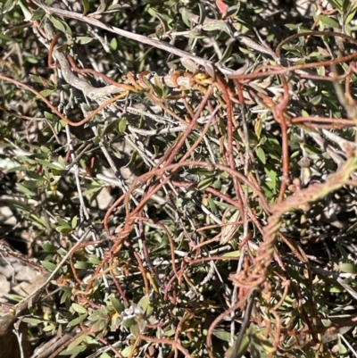 Cassytha pubescens (Devil's Twine) at Nicholls, ACT - 23 Sep 2021 by JaneR