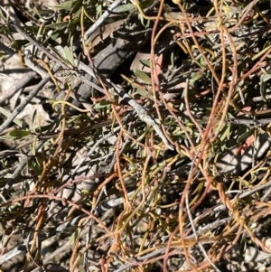 Cassytha pubescens at Nicholls, ACT - 23 Sep 2021