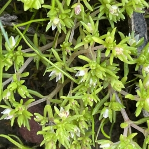 Crassula helmsii at Nicholls, ACT - 23 Sep 2021