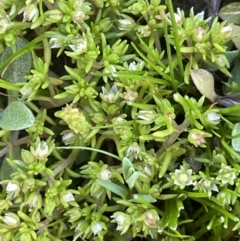 Crassula helmsii at Nicholls, ACT - 23 Sep 2021