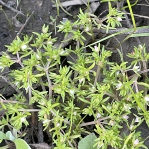 Crassula helmsii at Nicholls, ACT - 23 Sep 2021