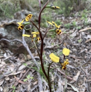 Diuris pardina at Hackett, ACT - 23 Sep 2021