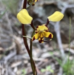 Diuris pardina at Hackett, ACT - 23 Sep 2021