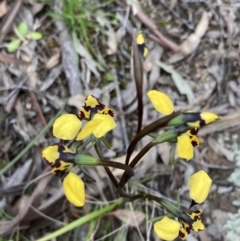 Diuris pardina at Hackett, ACT - 23 Sep 2021