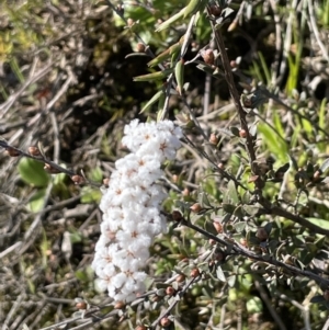 Leucopogon virgatus at Nicholls, ACT - 23 Sep 2021