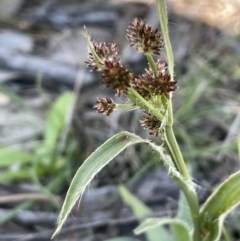 Luzula densiflora (Dense Wood-rush) at Nicholls, ACT - 23 Sep 2021 by JaneR