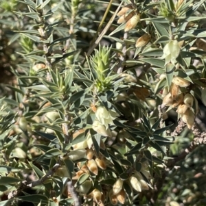 Melichrus urceolatus at Nicholls, ACT - 23 Sep 2021