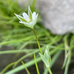 Moenchia erecta (Erect Chickweed) at Nicholls, ACT - 23 Sep 2021 by JaneR