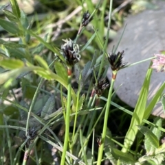 Schoenus apogon (Common Bog Sedge) at Nicholls, ACT - 23 Sep 2021 by JaneR