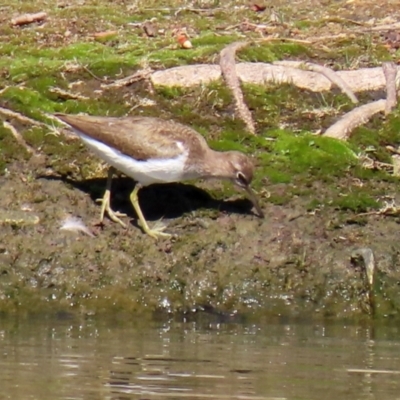 Actitis hypoleucos (Common Sandpiper) at Greenway, ACT - 23 Sep 2021 by RodDeb