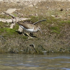 Actitis hypoleucos at Greenway, ACT - 23 Sep 2021