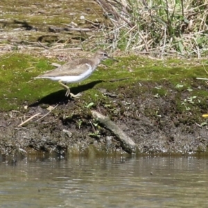 Actitis hypoleucos at Greenway, ACT - 23 Sep 2021