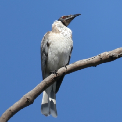 Philemon corniculatus (Noisy Friarbird) at Mount Majura - 21 Sep 2021 by jb2602