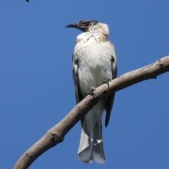 Philemon corniculatus at Majura, ACT - 21 Sep 2021