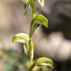 Pterostylis longifolia (Tall Greenhood) at Bundanoon, NSW - 19 Sep 2021 by Aussiegall