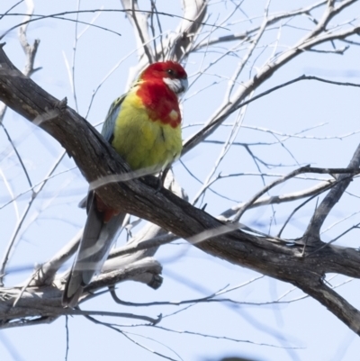 Platycercus eximius (Eastern Rosella) at Bundanoon, NSW - 19 Sep 2021 by Aussiegall