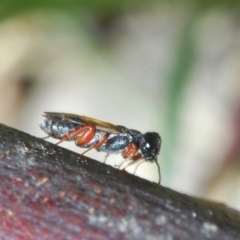 Chalcididae (family) (Unidentified chalcid wasp) at Chapman, ACT - 22 Sep 2021 by Harrisi