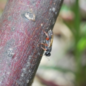 Chalcididae (family) at Chapman, ACT - 22 Sep 2021