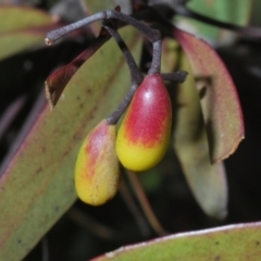 Muellerina eucalyptoides (Creeping Mistletoe) at Kambah, ACT - 17 Sep 2021 by Harrisi