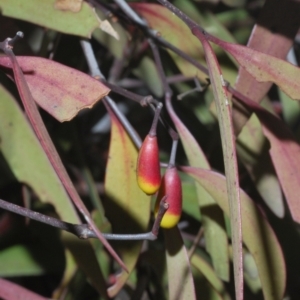 Muellerina eucalyptoides at Kambah, ACT - 17 Sep 2021